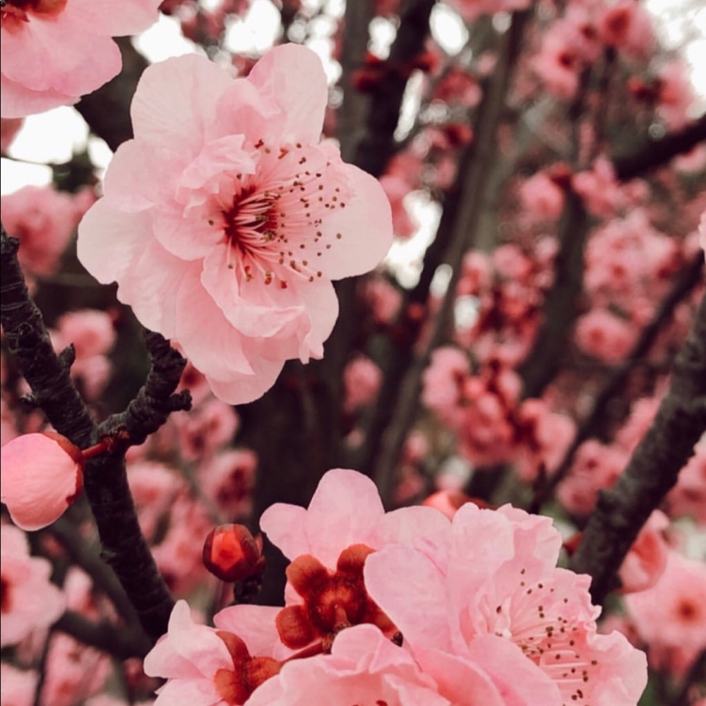 Meet your Posher, Geramay